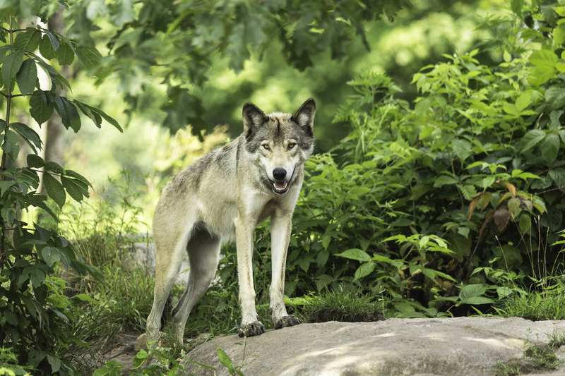 DNR announces public meeting to share Wisconsin wolf population data ...