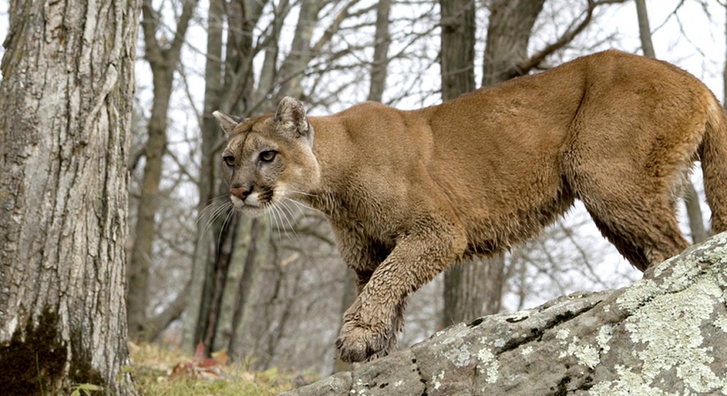 Confirmed cougar sighting in County Antigo Times