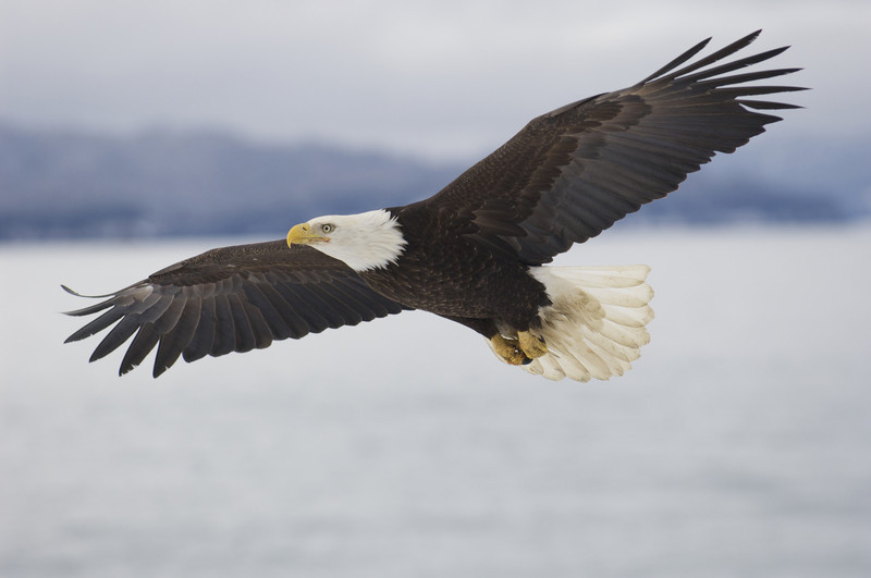 Bald eagles on the Fox River: Why they're gathering in the Fox Cities