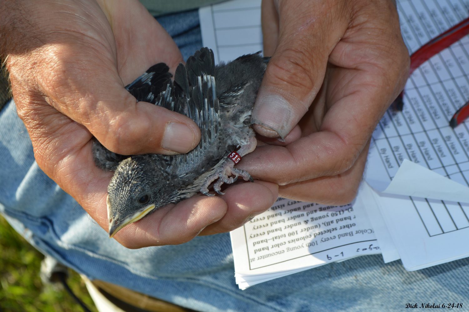 Color banding yound Purple Martin.