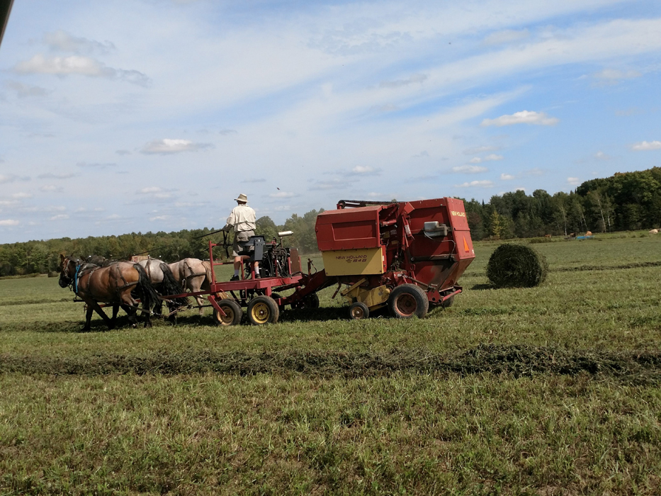Jason Julian and his American Brabant horses baling hay on Julian Family Farm.
