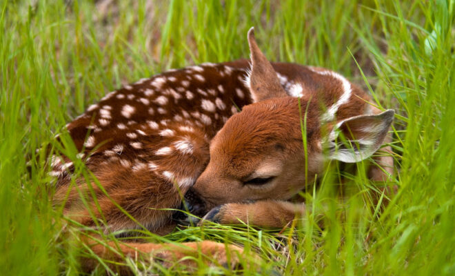 Keep Wildlife Wild: Know What To Do If You Encounter Baby Wild Animals This  Spring - Antigo Times